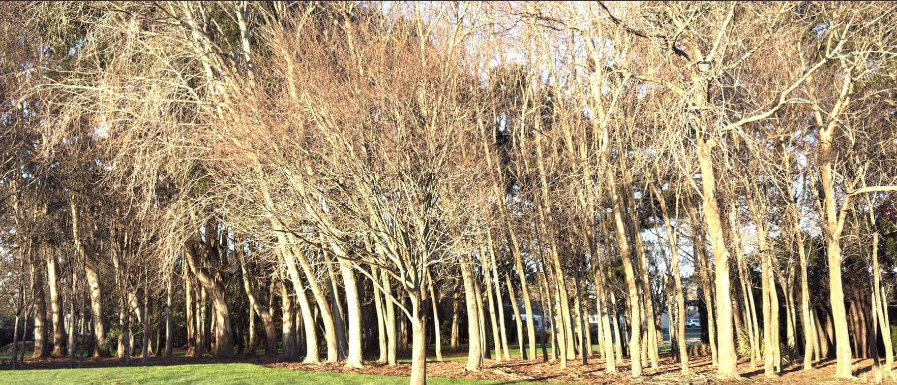 A stand of bare winter trees in low sun, pale trunks lit gold against a strip of green grass